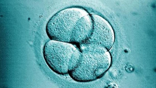 Tế bào gốc cho cơ thể 