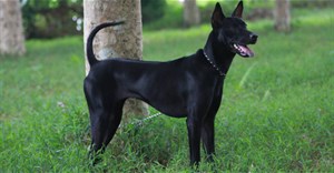Việt Nam đang sở hữu một trong những giống chó hiếm và đắt nhất trên thế giới