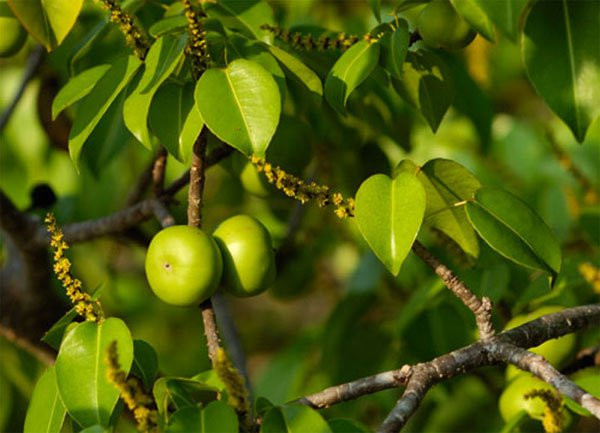 Manchineel là loài cây nguy hiểm