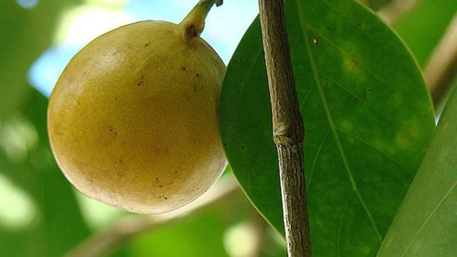 Quả của cây manchineel có vị ngọt ngào nhưng rất độc 