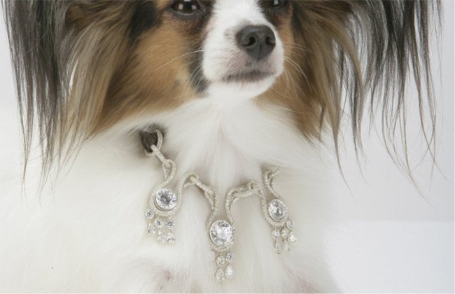 Vòng cổ kim cương 3 triệu USD dành cho chó