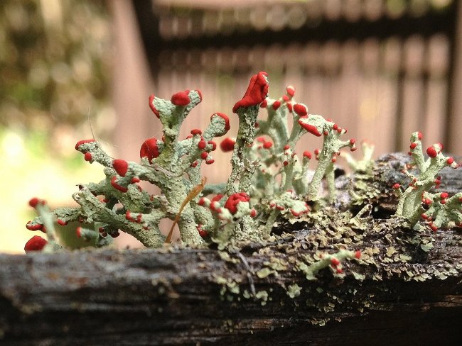 Một quyển sách về "lichens" được ít người biết đến 