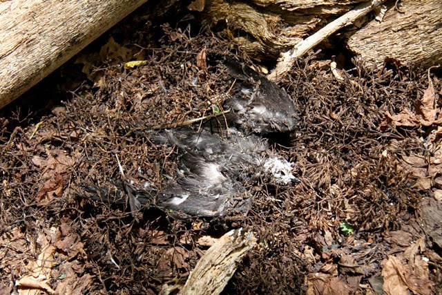 Xác những chú chim  sẽ bị phân hủy dưới gốc cây