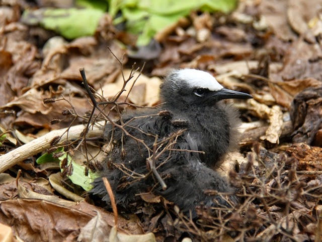 Một chú chim bị dính quả của cây Pisonia 