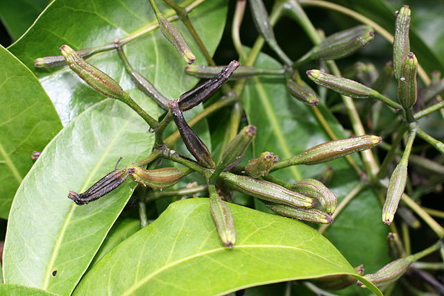 Quả của cây Pisonia