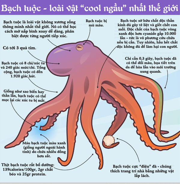 Một số điều thú vị về bạch tuộc có thể bạn chưa biết  Một số điều thú vị về bạch tuộc có thể bạn chưa biết