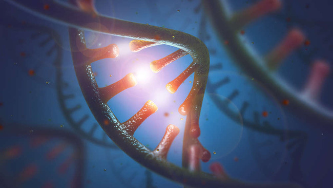 Bạch tuộc có thể thay đổi ARN một cách linh hoạt