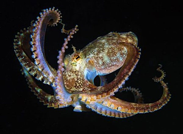 Bạch tuộc   Bạch tuộc