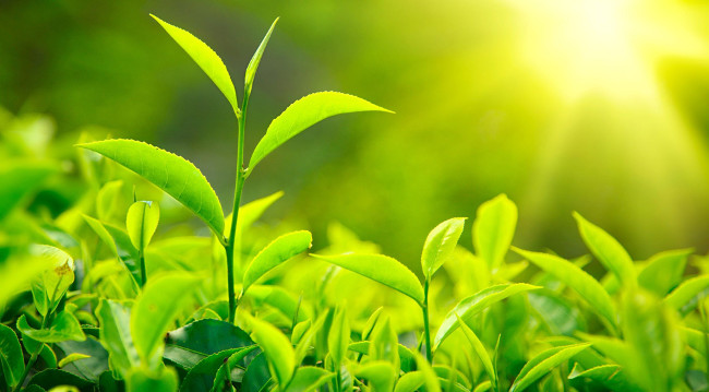 Quá trình quang hợp ở thực vật tăng lên nhanh chóng