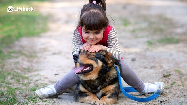 10 lợi ích bất ngờ khi nuôi chó có thể bạn chưa biết