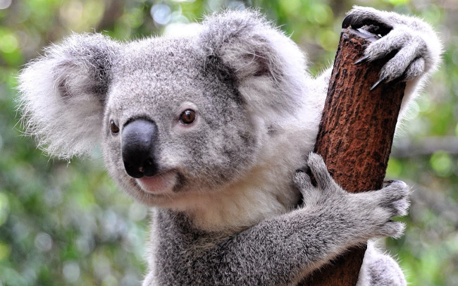 Gấu Koala