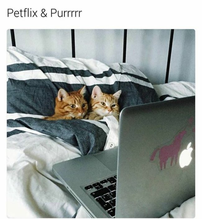 Hai con mèo cùng xem phim tình cảm