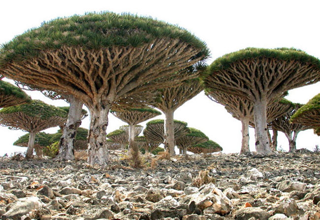 Đảo Socotra