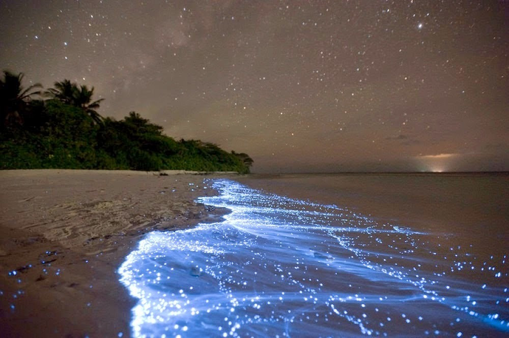 Biển sao trên đảo Vaadhoo, Maldives