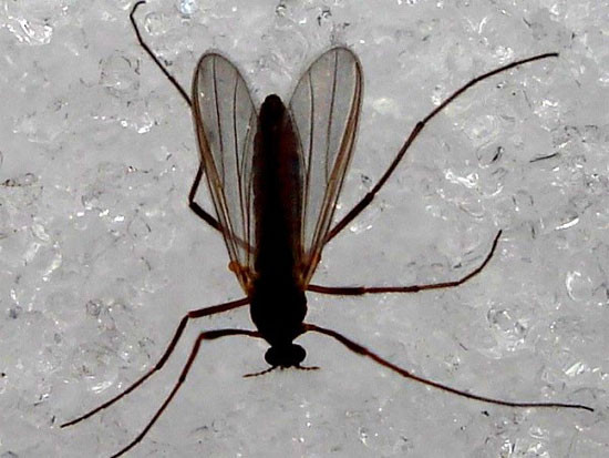 Muỗi vằn Midge