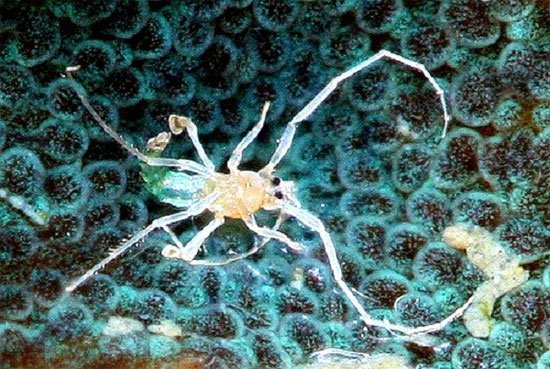 Muỗi cái không có cả chân lẫn cánh