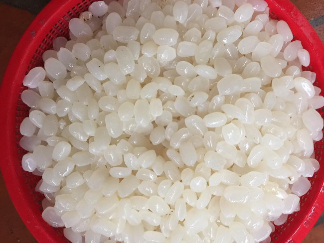 Hạt đát lấy từ đâu 