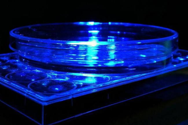 Ánh sáng làm biến đổi gen 