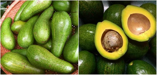 Bơ dài và bơ tròn  Bơ dài và bơ tròn