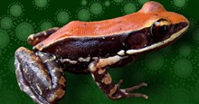 Chuyện khó tin: Nước nhầy trên da của ếch Ấn Độ giết chết virut cúm