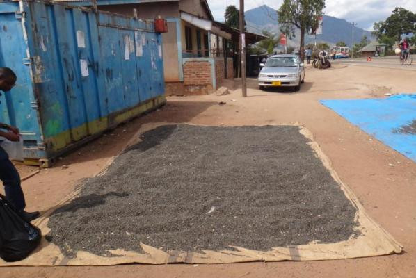 Hạt hướng mốc có nguy cơ gây ung thư gan Hạt hướng mốc có nguy cơ gây ung thư gan