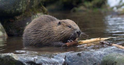 Kỳ lạ: Hải ly trở thành "thủ lĩnh đầu đàn", dẫn dắt đàn bò 150 con