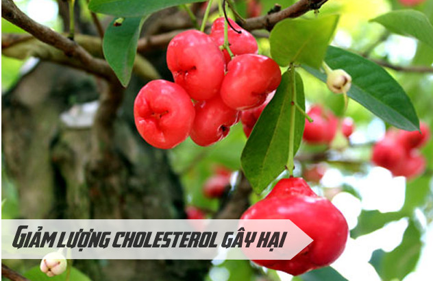 Ngăn ngừa các bệnh về tim mạch