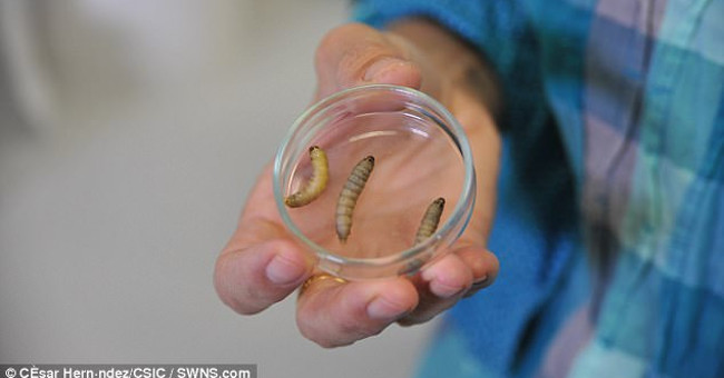 Sâu sáp, loài sâu có thể ăn nhựa   Sâu sáp, loài sâu có thể ăn nhựa