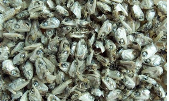 Những loại đầu cá, vỏ tôm Những loại đầu cá, vỏ tôm