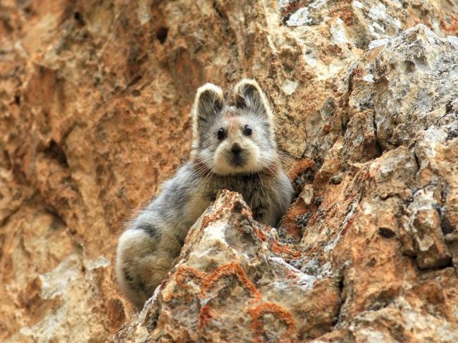 Ili Pika - Thỏ "ma thuật"