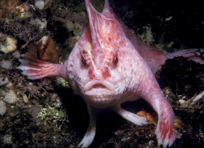 Cá hồng có vây giống như cánh tay