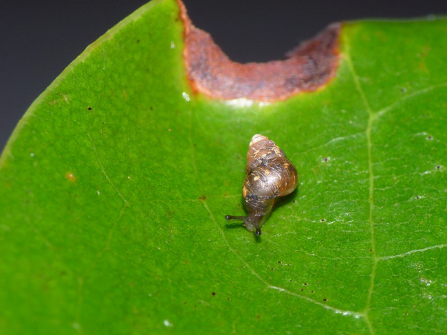 Ốc sên đất nhỏ cũng đủ sức tồn tại qua hành trình trong ruột chim  Ốc sên đất nhỏ cũng đủ sức tồn tại qua hành trình trong ruột chim