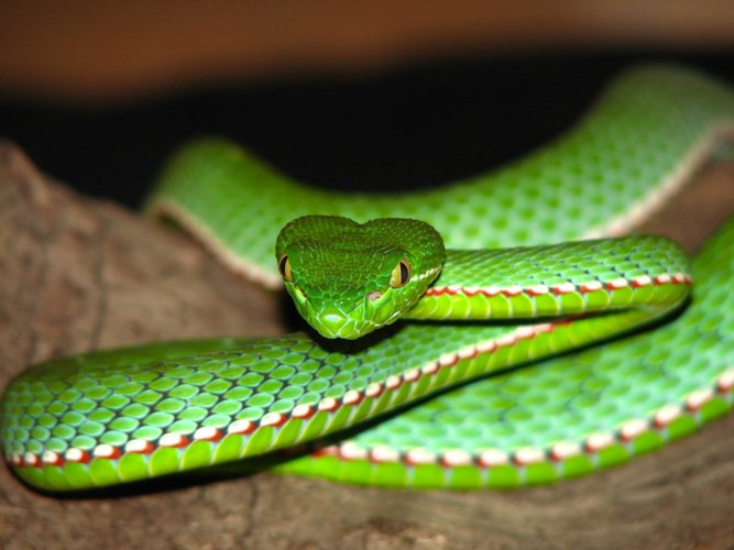 Rắn lục miền Nam 