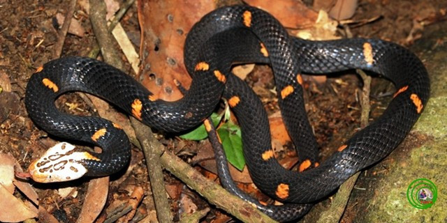 Rắn lục đầu bạc