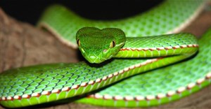 Nhận biết các loài rắn độc ở Việt Nam