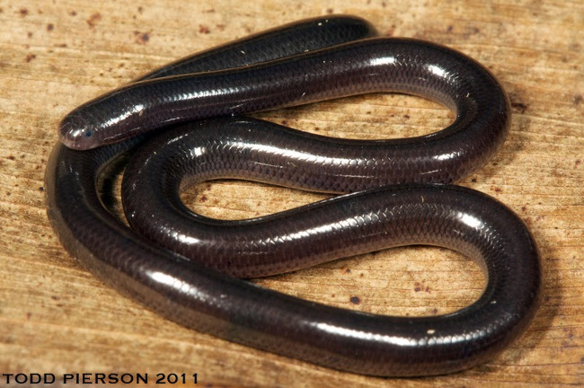 Rắn giun mù có thể sống sót sau khi bị cóc ăn thịt  Rắn giun mù có thể sống sót sau khi bị cóc ăn thịt