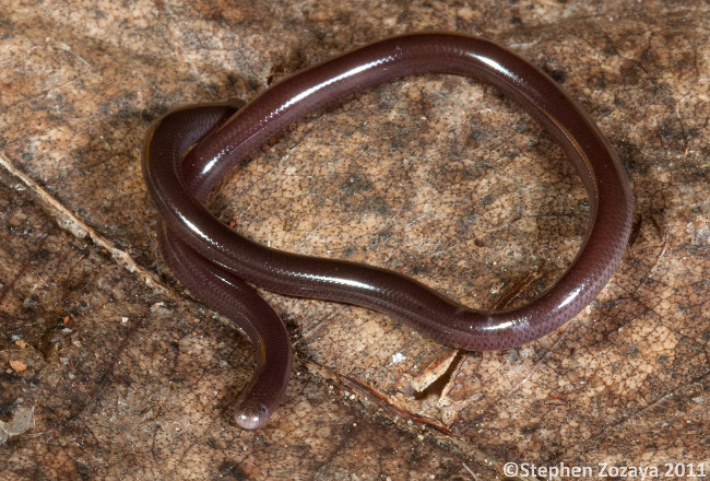 Rắn giun vượt qua đường tiêu hóa dễ dàng nhờ cơ thể thon, dài của chúng  Rắn giun vượt qua đường tiêu hóa dễ dàng nhờ cơ thể thon, dài của chúng