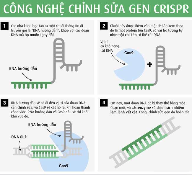 Công nghệ chỉnh sửa gen CRISPR