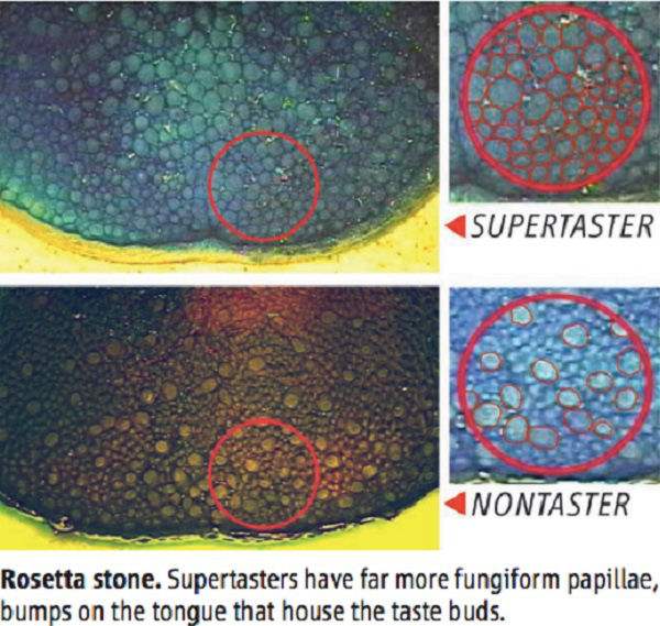 Mật độ chồi vị giác trên lưỡi của người 