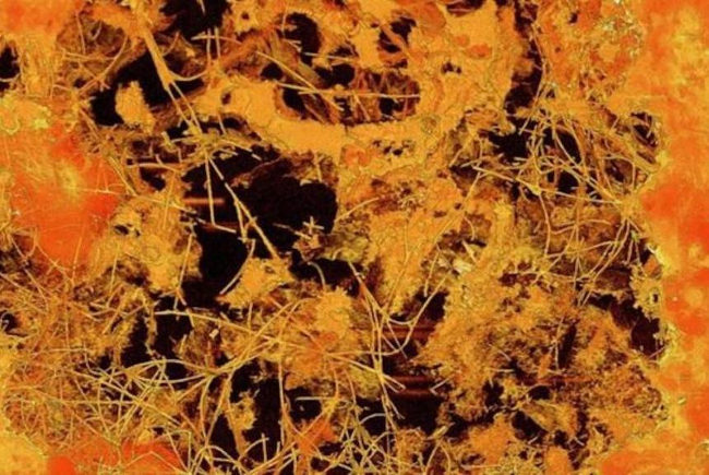 Khảo cổ tìm ra hóa thạch nấm  Khảo cổ tìm ra hóa thạch nấm