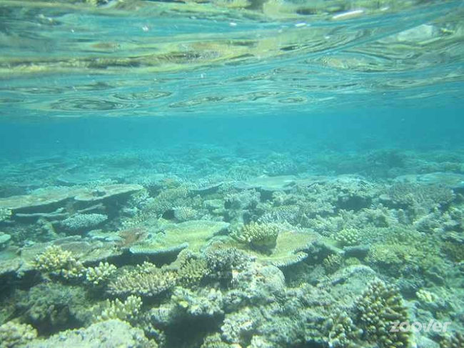 Khí hậu dưới đại dương 