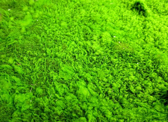 Sự xâm nhập của tảo độc 