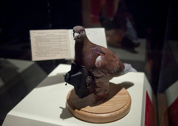 Chính phủ các nước cũng sử dụng động vật làm nhiệm vụ gián điệp