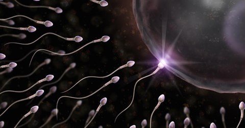 Cuộc thi bơi gay cấn của 300 triệu tinh trùng đến gặp trứng dưới góc nhìn hài hước