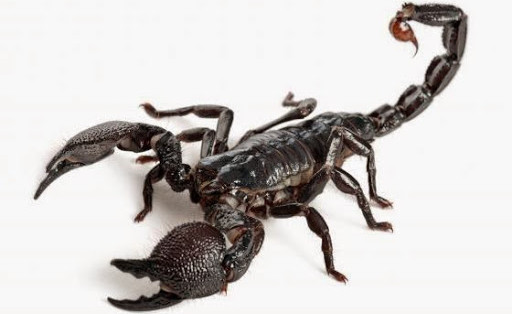 Bọ cạp hoàng đế 