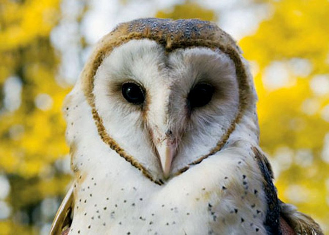 Chim lợn là một loài chim có vẻ đẹp độc đáo