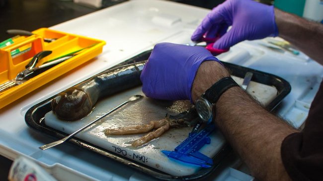 Mổ mẫu vật giun thuyền 