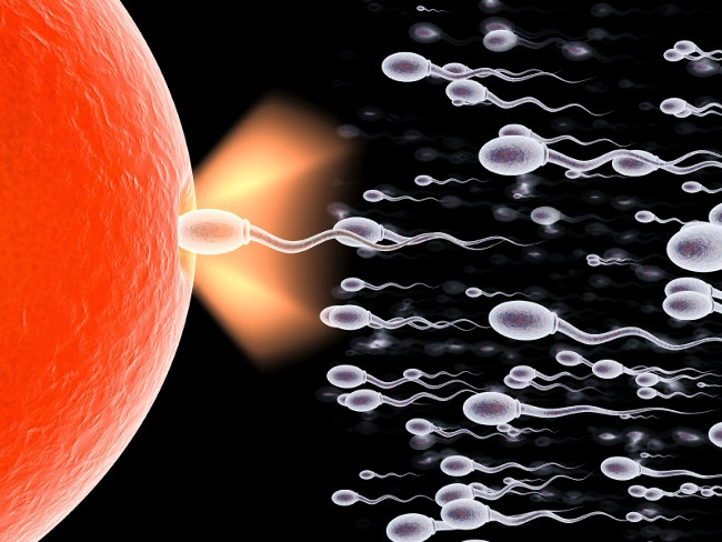 Gần 90% tinh trùng có hình dạng khác thường