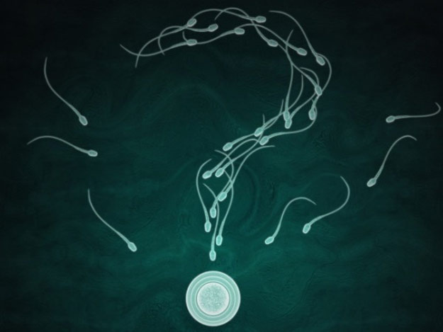 Tinh trùng chỉ là một phần của tinh dịch