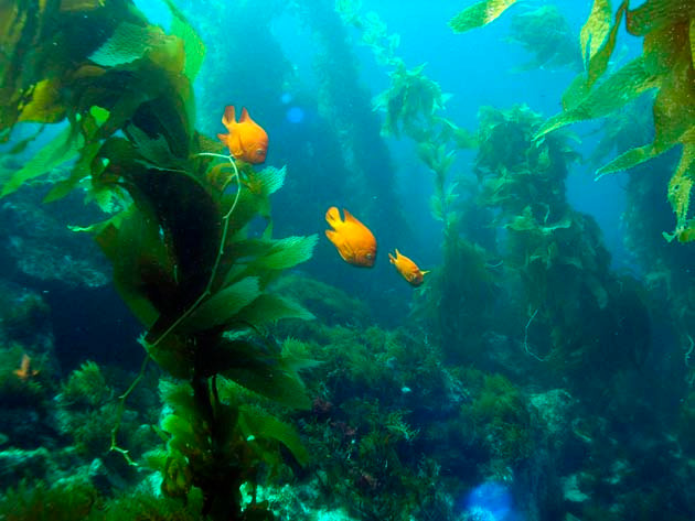 Môi trường sống của cá 